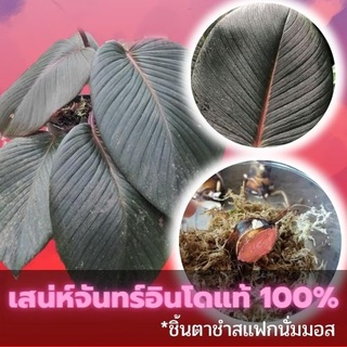 ชิ้นตาต้นเสน่ห์จันทร์สายพันธุ์นำเข้าจากอินโดแท้ 100% สายพันธุ์ไม้หายาก ใบสวยจัดๆ คัดข้อตาชัด พร้อมส่ง