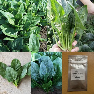 เมล็ด : เมล็ดผักโขมใบใหญ่ ปวยเล้ง Spinach Seed ผักสลัด ปวยเล้ง ผักโขม ใบใหญ่ เมล็ดผัก เมล็ดพันธุ์ 100+ เมล็ด