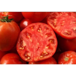 15 เมล็ด มะเขือเทศยักษ์ สายพันธุ์ญี่ปุ่น บิ๊กบีฟ big beef tomatoe