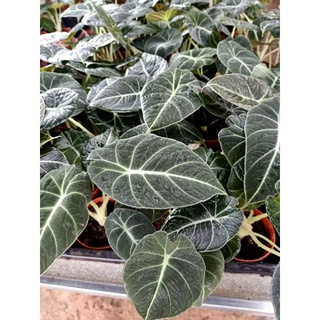 อโลคาเซีย  แบล็ค เวลเวท ( Alocasia black velvet )