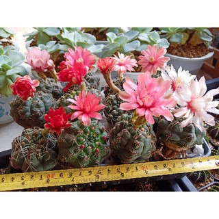 ยิมโนบัลเดียนัม Gymnocalycium baldianum คละสี ลุ้นสี