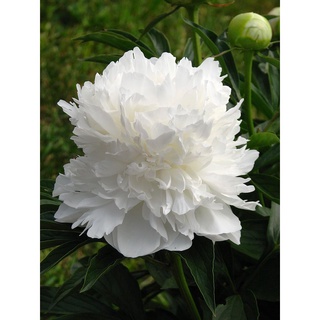 20 เมล็ด เมล็ดโบตั๋น ดอกโบตั๋น ดอกพีโอนี (Peony) สีขาว White Peony