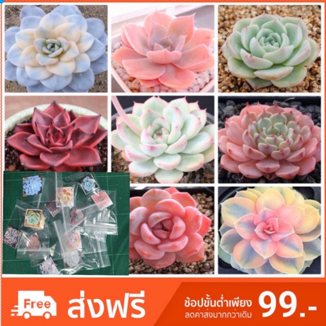 succulent เมล็ดพันธ์ุ”ไม้อวบน้ำ 30เมล็ด