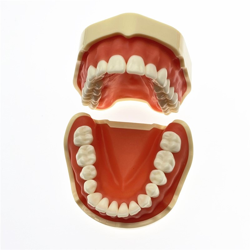 Teeth Model With Dental Soft gingiva Removable Teeth Teaching