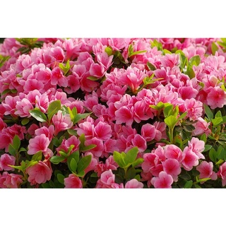 15 เมล็ดพันธุ์ กุหลาบพันปี ต้นโรโดเดนดรอน Azalea Rhododendron flower seeds อัตราการงอก 80-85%