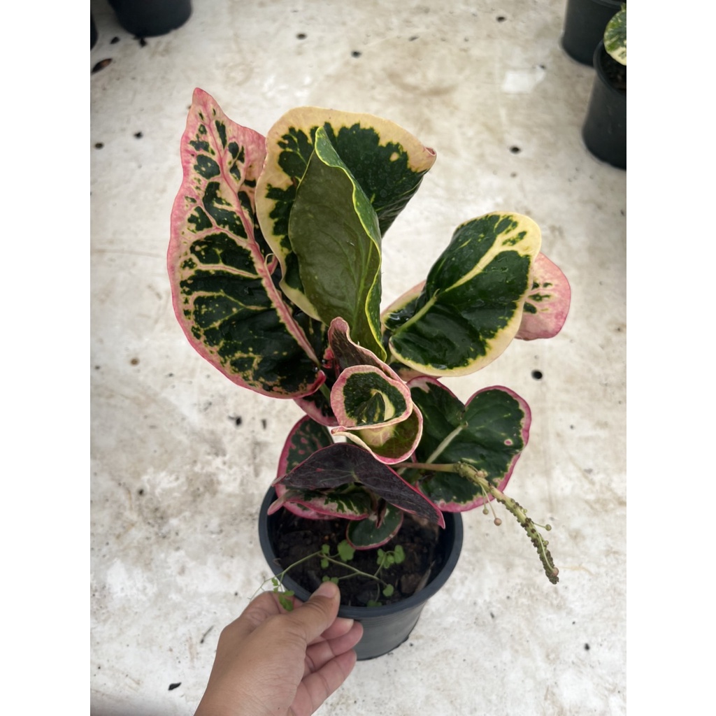 มุมมอง 5