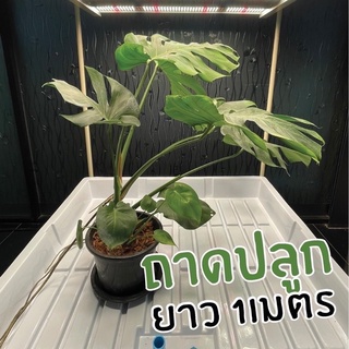 ถาดปลูกพืช วัสดุ ABS ระบบ Hydroponics indoor EBB ขนาด 1 เมตร ถาดปลูกพืช ถาดปลูกต้นไม้ ถาดปลูก