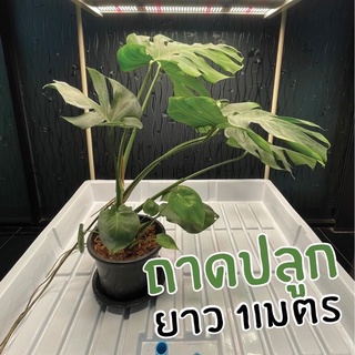 ถาดปลูกพืช วัสดุ ABS ระบบ Hydroponics indoor EBB ขนาด 1 เมตร ถาดปลูกพืช ถาดปลูกต้นไม้ ถาดปลูก