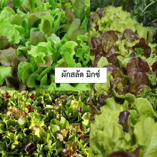 🌱เมล็ดผักสลัดมิกซ์ 60 เมล็ด (ซื้อ10แถม1 คละได้)🌱