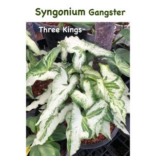 Syngonium ออมด่างชมพู ออมเงิน ออมทอง ออมนาค เงินไหลมาด่างชมพู ต้นไม้มงคลราคาถูก