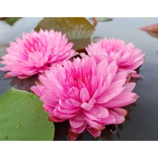 บัวฝรั่งชื่อพิ๊งปอมๆ( pink pom pom )ดอกฟูและใหญ่มากสวยสีชมพูหวานมาแล้วจ้า
