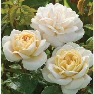 30 เมล็ด เมล็ดพันธุ์ กุหลาบ สีแชมเปญ Champagne Rose Seeds ดอกใหญ่ นำเข้าจากต่างประเทศ พร้อมคู่มือ เมล็ดสด ใหม่