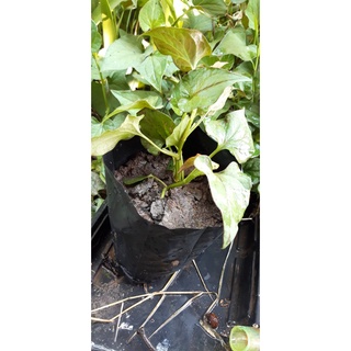 ต้นพลูคาว ผักคาวตอง ผักก้านตอง พลูแก หื่อชอเช่า ยวีเซียนฉ่าว Houttuynia cordata Thunb. พืชตระกูลเดียวกับพลู สมุนไพรไทย