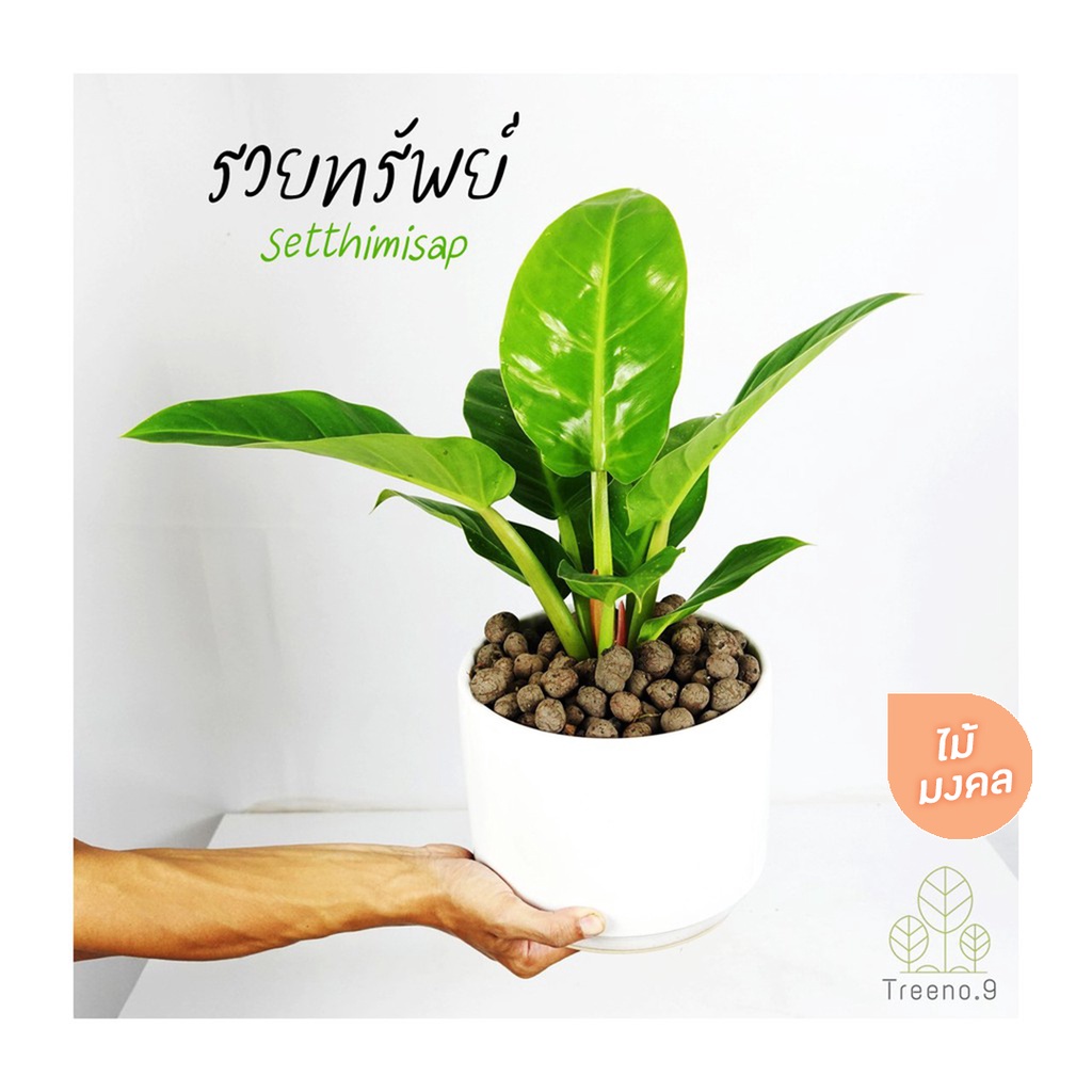 Treeno.9 T92 รวยทรัพย์ Philodendron Rojo Congo ต้นใหญ่กระถางดำ11นิ้ว  ไม้ใบไม้ประดับ เป็นไม้มงคล ใบใหญ่หนาสีเขียวเข้ม