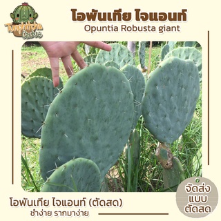 โอพันเทีย ไจแอนท์ Opuntia Robusta giant (ตัดสด) มี2ขนาด (13-15,15-19cm)