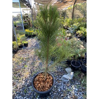 🌿สนด​ำ​ญี่ปุ่น[50-70cm.]​(อายุ​4​ปี​กว่า)​