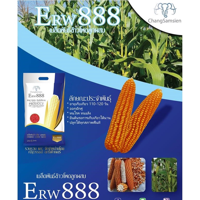 เมล็ดพันธุ์ข้าวโพดเลี้ยงสัตว์ลูกผสมเดี่ยว ERW888  บรรจุ 5 กิโลกรัม