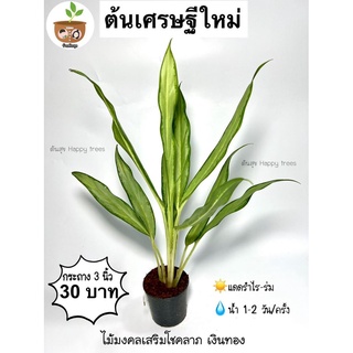 ต้นเศรษฐีใหม่ จัดส่ง 2 ต้นขึ้นไป คละแบบได้