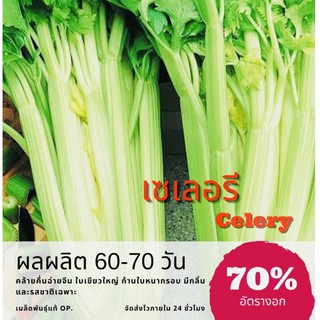 เมล็ดพันธุ์ คื่นฉ่ายยักษ์ เมล็ดเซเลอรี่ 1500 เมล็ด คื่นฉ่ายฝรั่ง เซเลอรี่ Celery ✅ราคาถูก🪴ปลูกง่าย ปลูกไว้ทานกินเอง🔥ซื้อ