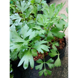 ขายต้นพันธ์ุพาสเล่ย์อิตาเลียน - Flat Leaf Italian Parsley