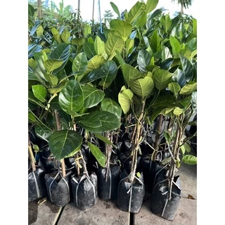 ต้นขนุนทวายปีเดียวปลูก1ปีได้ลูก❗️มีให้เลือก3ขนาด❗️กิ่งทาบขนาด80-100cn รับประกันสายพันธุ์แท้