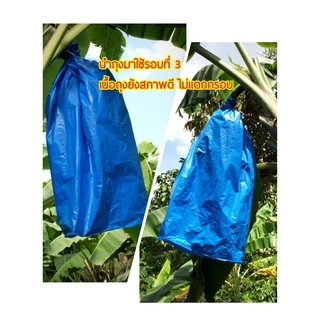 แพคละ 10 ใบ ถุงห่อกล้วย ขนาด 30x40 นิ้ว และ 30x45 นิ้ว เกรด A เนื้อหนา ใช้ซ้ำได้ ถุงห่อกล้วยหอม