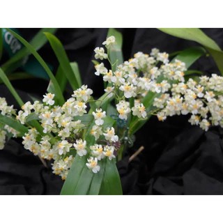 กล้วยไม้ดอกหอมออนชิเดียม Oncidium twinkle white ดอกขาว