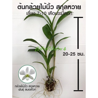 กล้วยไม้นิ้ว สกุลหวาย พันธ์ุ สมอลล์ไวท์ (Dendrobium Small White Young Orchid Plants) ขั้นต่ำ 2 ต้นขึ้นไปนะคะ