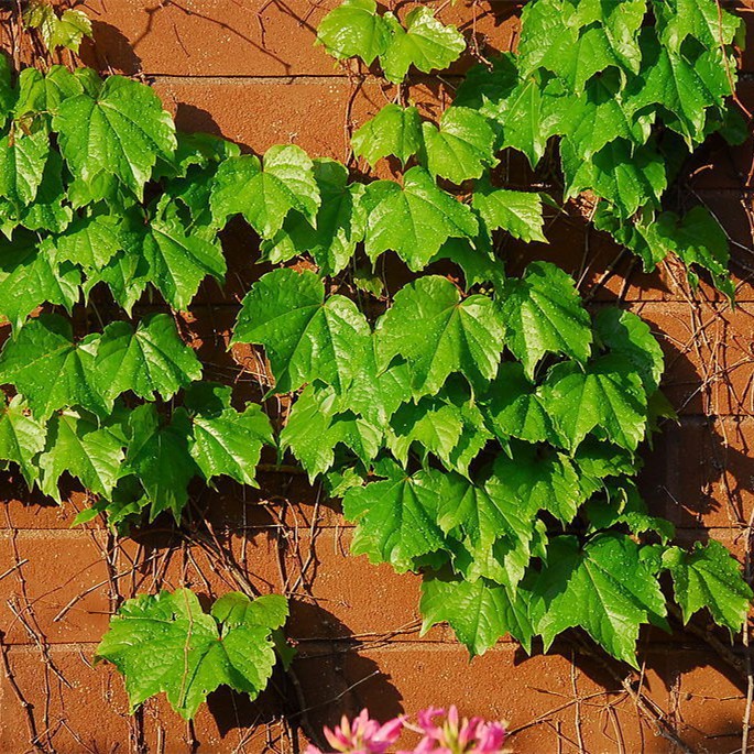 เมล็ดบอสตัน ไอวี่ 30 เมล็ด/100 เมล็ด Boston Ivy