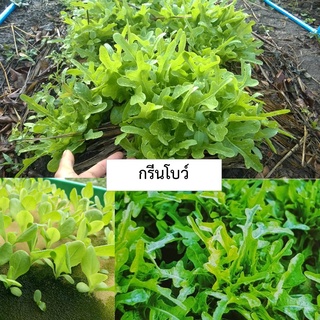 🌱เมล็ดผักสลัดกรีนโบว์ 50 เมล็ด (ซื้อ10แถม1 คละได้)🌱