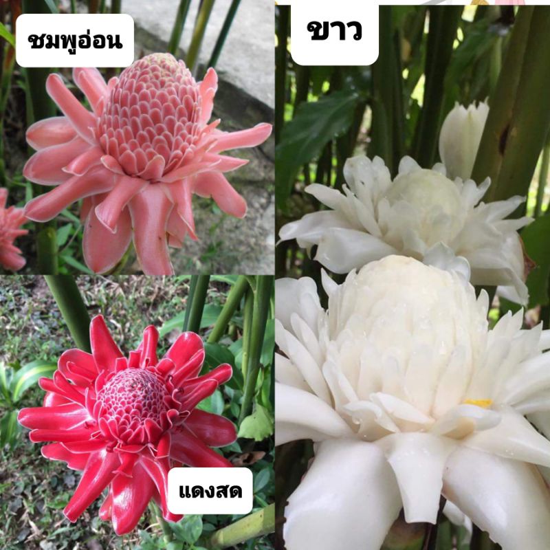 หน่อดาหลา มี3สี  ติดราก ไม้ประดับตกแต่งสวน ดอกใหญ่สวยงาม ดอกกินได้