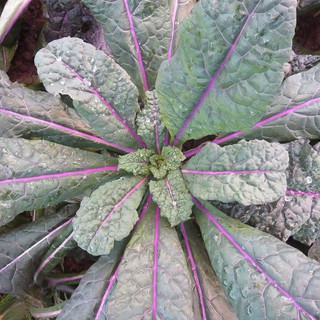 เมล็ดพันธุ์เคลแดซลิ่งบลู เคลยอดนิยม - Dazzling Blue Kale 35 , 50 , 100 เมล็ด