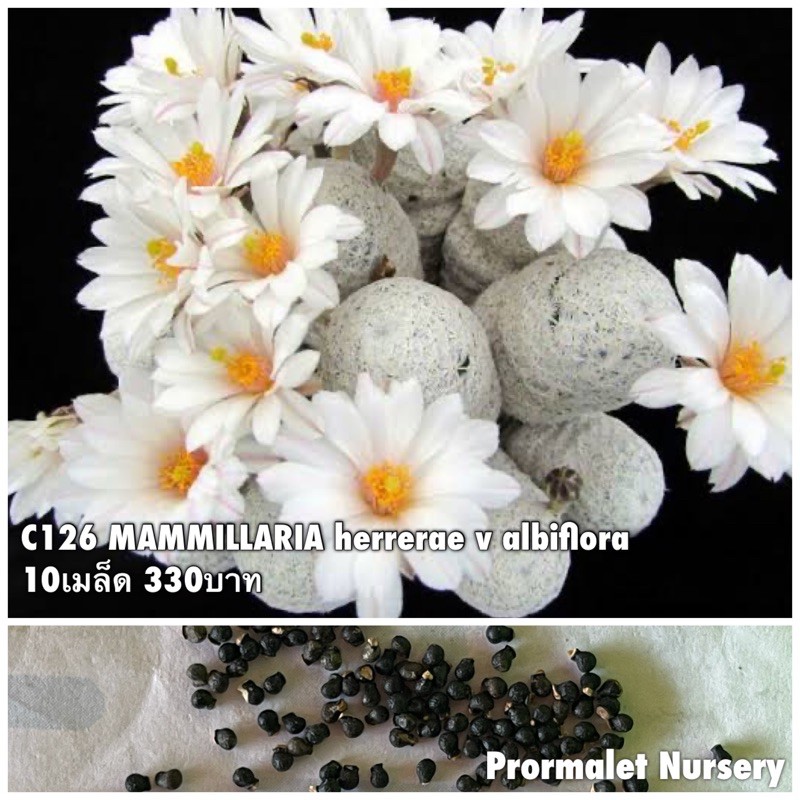 C126 MAMMILLARIA herrerae v albiflora 10เมล็ด 330บาท