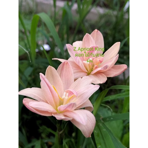 Z.Apricot King ดอกมีกลิ่นหอมชุดละ3หัว50บาท