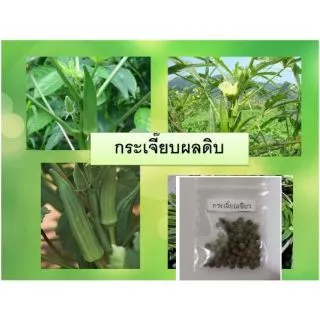เมล็ดกระเจี๊ยบเขียว 40 เมล็ด [ 5เเถม 1คละได้]