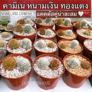 ♥️🤍แคคตัสคามิเน่ หนามเงิน-ทองแดง เซตคู่น่าสะสม Mammillaria Carmenae หนามแน่นสวยดอกขาว-ชมพู🌸ไซร์ออกดอกหายาก หมดแล้วหมดเลย