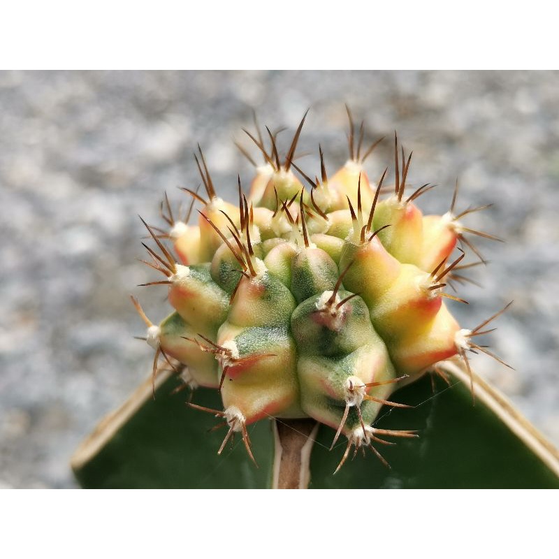 07 - Pirate king 🏴‍☠️ไม้กราฟ 1 ต้น🏴‍☠️ Gymnocalycium Cactus ไพเรทคิง ยิมโน แคคตัส กระบองเพชร ไม้อวบน้ำ ไม้กราฟ ราคาถูก​