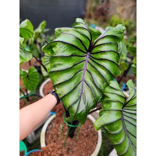 colocasia pharaoh s mask หน้ากากฟาโรห์