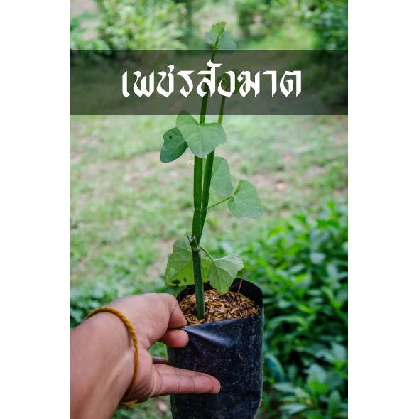 เพชรสังฆาต ต้นไม้สำหรับปลูกพร้อมลงดิน