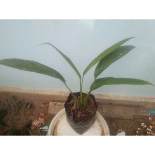 philodendron sp. ฟิโลใบพาย