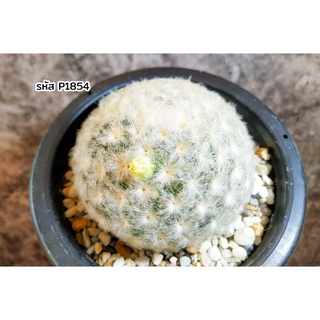 แมมมิลลาเรีย พลูโมซา ขนนกขาว (Mammillaria plumosa) แคคตัส