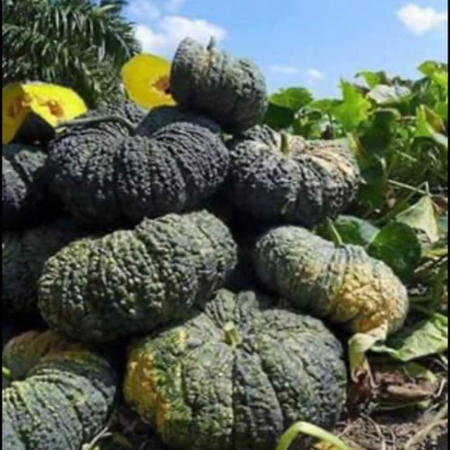 เมล็ดพันธุ์ฟักทองคางคกใหญ่เนื้อเยอะ หวานมันน้ำหนัก5-10กิโลกรัมคัดสายพันธุ์พิเศษ ซื้อ 2 แถม 1