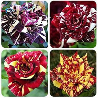 30 เมล็ด เมล็ดพันธุ์ กุหลาบ Dragon Rose Seeds สี แดง-เหลือง ดอกใหญ่ นำเข้าจากต่างประเทศ พร้อมคู่มือ เมล็ดสด ใหม่