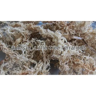 สแฟ็กนั่มมอส แบ่งขาย Sphagnum moss บรรจุกล่องขนาดและปริมาณของสินค้าตามที่ระบุไว้ อ่านก่อนสั่งซื้อ
