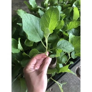 ต้นกล้ามะเขือยาวเขียว พร้อมปลูก กล้าละ 10 บาท