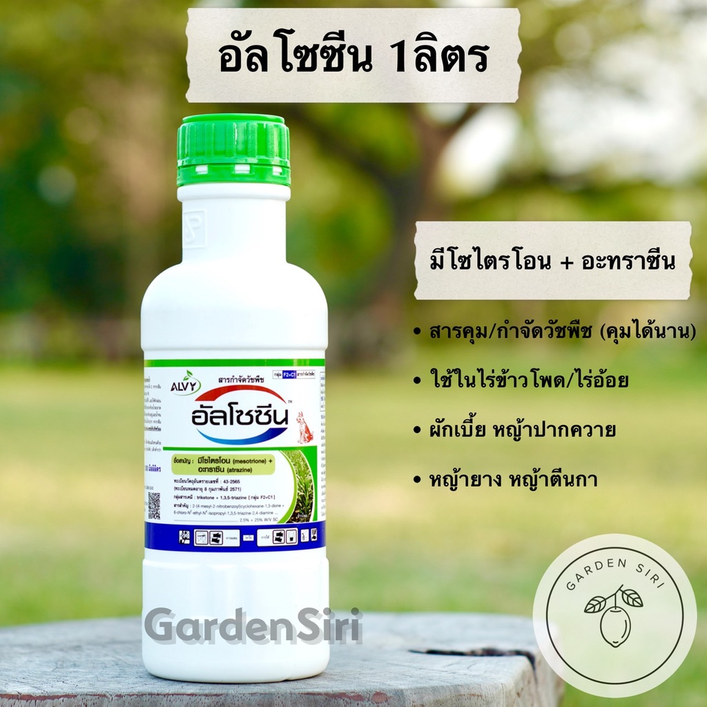 อัลโซซีน (มีโซไตรโอน + อะทราซีน)  ตราหมาแดง ขนาด 1ลิตร