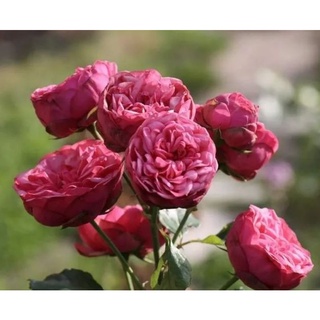 กุหลาบ​ พิ้งค์เปียโน​ (Pink​ piano​ Rose)​