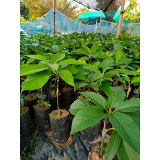 ต้นอะโวคาโดพันธุ์ 034 แบบเพาะเมล็ด นำเข้าจากเวียดนาม สูง 60–80 ซม. ปลูกง่าย เจริญเติบโตดี ให้ผลผลิตสูง