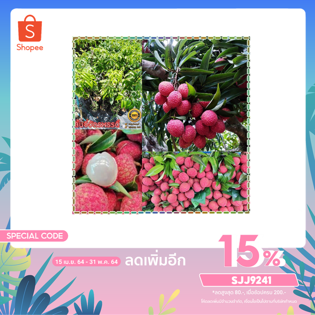 (2ต้น)🍒ลิ้นจี่จักรพรรดิ์  ต้นพันธุ์แท้100% 🍒ลูกดก 🍒ลูกโต  เป็นต้นตอนกิ่ง ทานอร่อย ปลูกทานได้ปลูกขายดี สินค้าพร้อมส่ง!