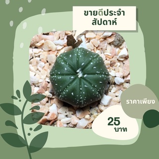 [พร้อมส่ง]แอสโตร ไม้เมล็ด astro seed